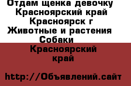 Отдам щенка девочку - Красноярский край, Красноярск г. Животные и растения » Собаки   . Красноярский край